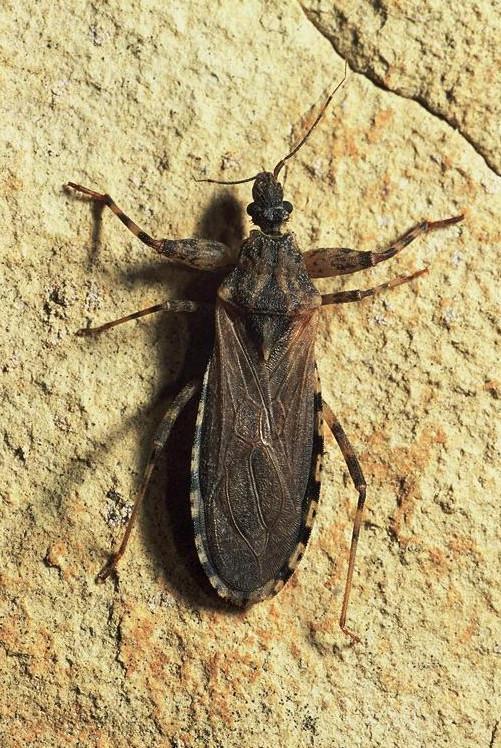 Reduviidae: Oncocephalus della Francia meridionale